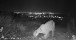 Mountain Lion Above Santa Monica Bay Still