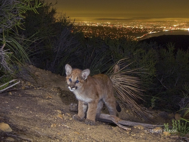 Mountain Lion Cub Above Santa Monica Bay