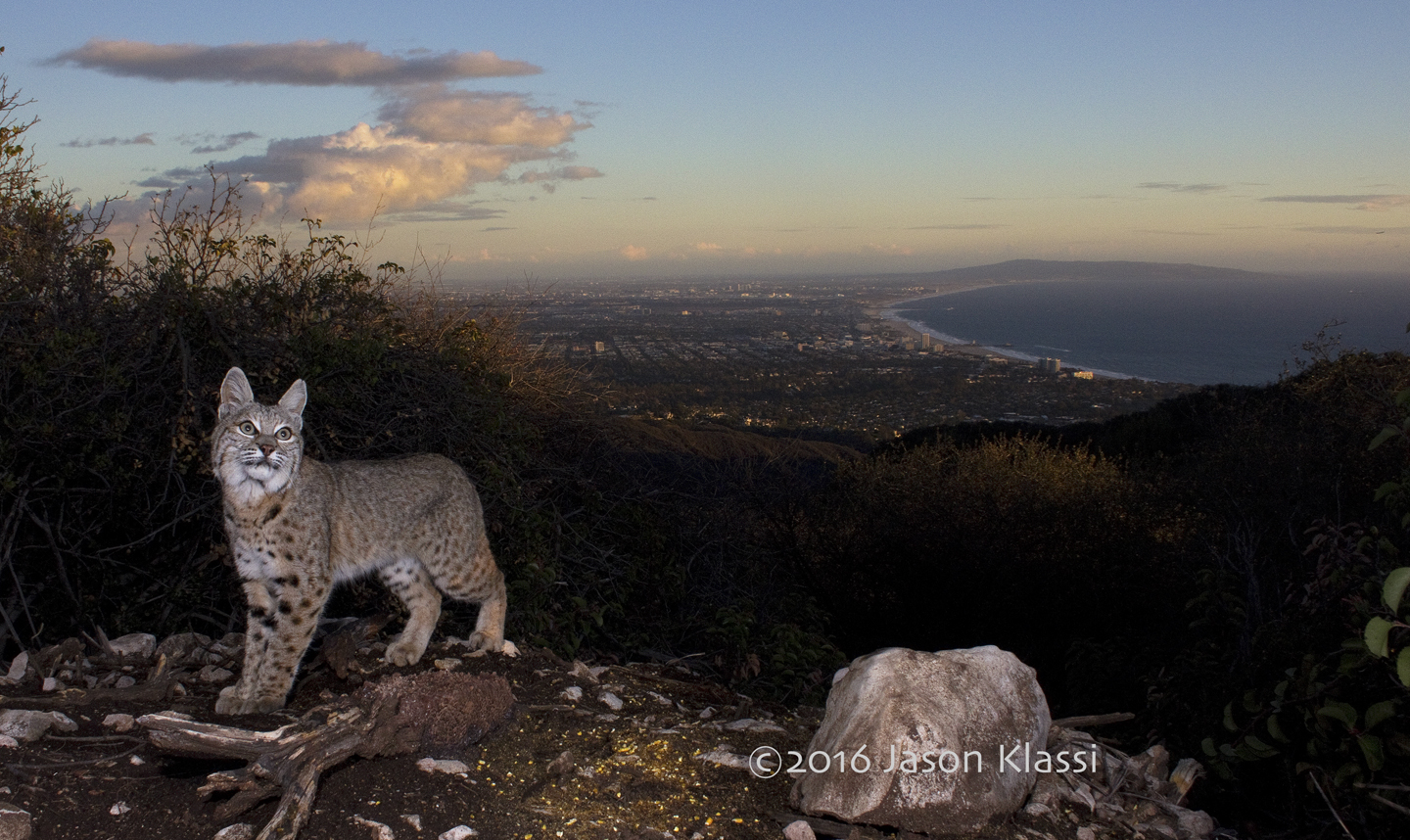 A local bobcat visits my camera trap on the edge of civilization high up in the Santa Monica Mountains. © Jason Klassi