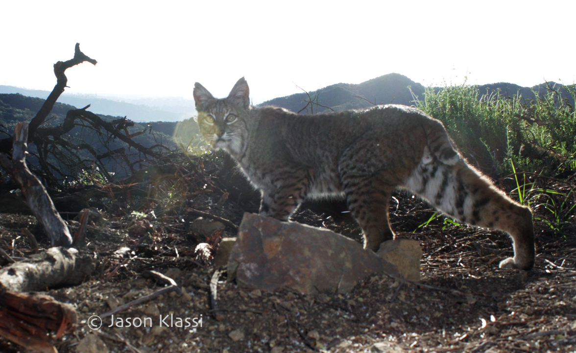 Bobcat glares in the morning sun and lens flare.  ©Jason Klassi