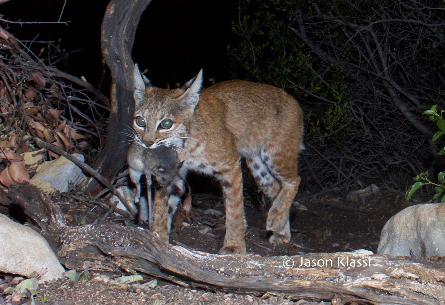 This bobcat passed by with prey in mouth on a hot summer evening. © Jason Klassi