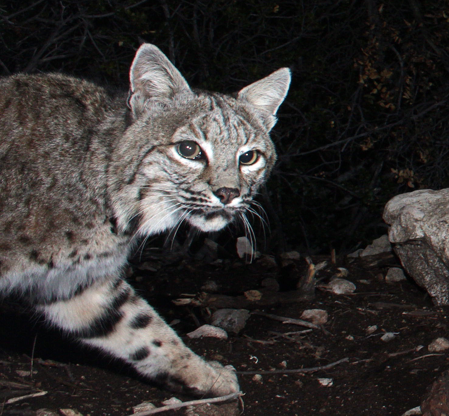 Don't mess with this bobcat.  ©Jason Klassi