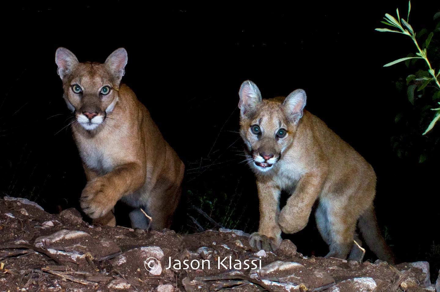 Here is a composite image of 2 cougars who passed by my trail cam recently. I’ve nicknamed them "Chippewa" and "Yoda".