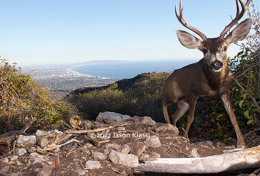 This California mule deer stopped by my trail cam high above the Santa Monica Bay.  ©2017 Jason Klassi