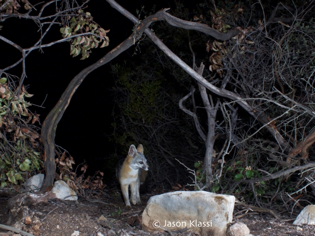 A fox shows up under the Arc de Treeumph.  © Jason Klassi