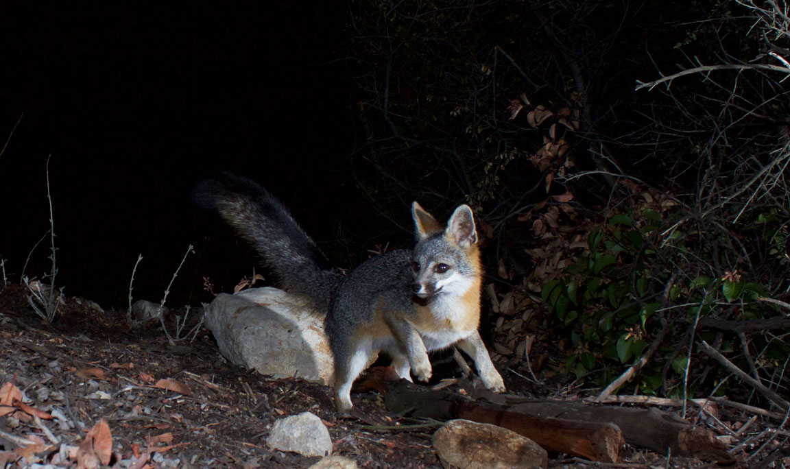 California gray fox safely lands back on Earth.
