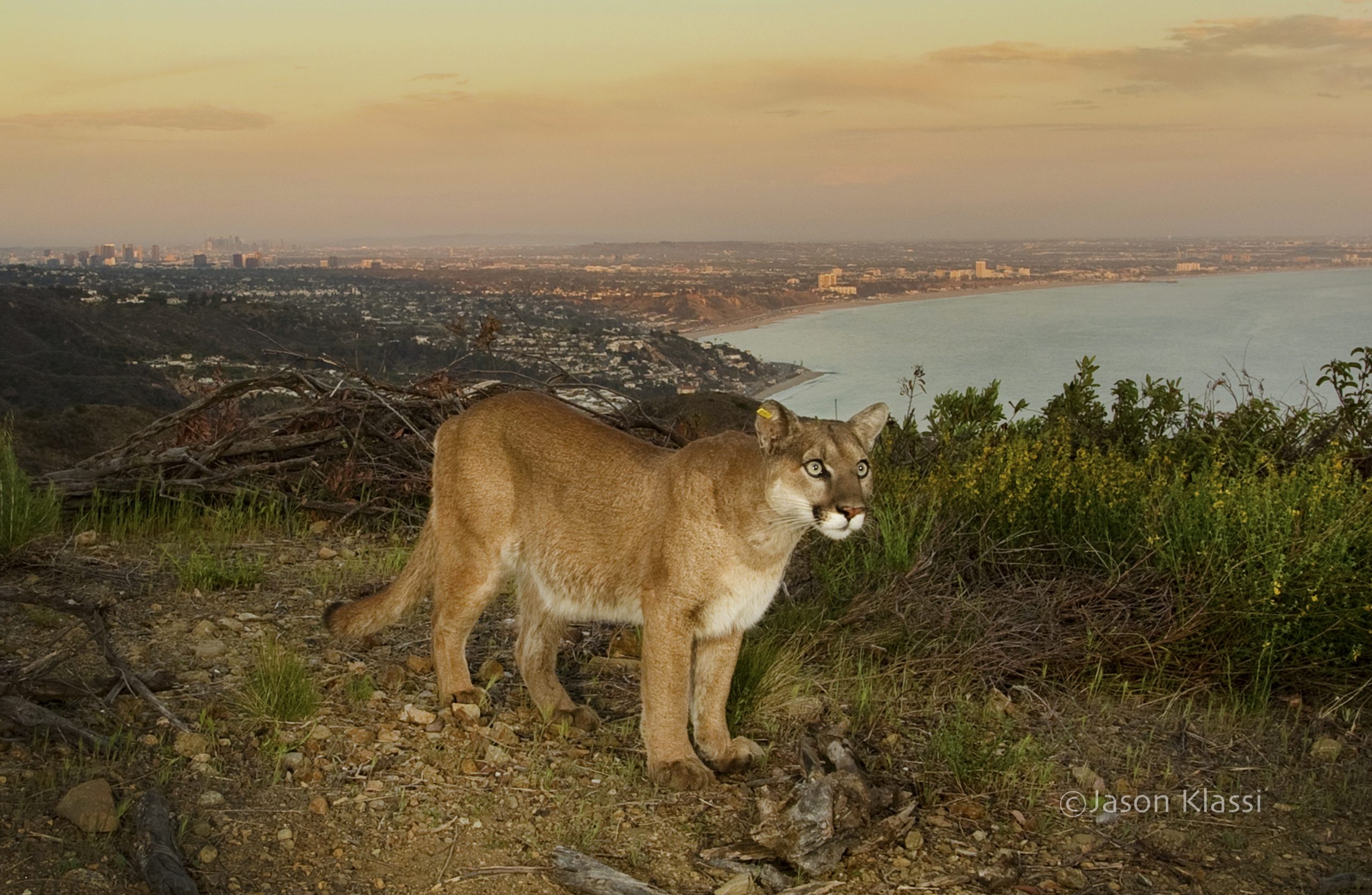 Cougar Watches the Sunset Above Los Angeles