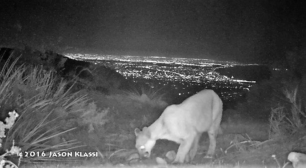 This is a still image from one of my first camera trap videos of a mountain lion abve West Los Angeles.  ©Jason Klassi
