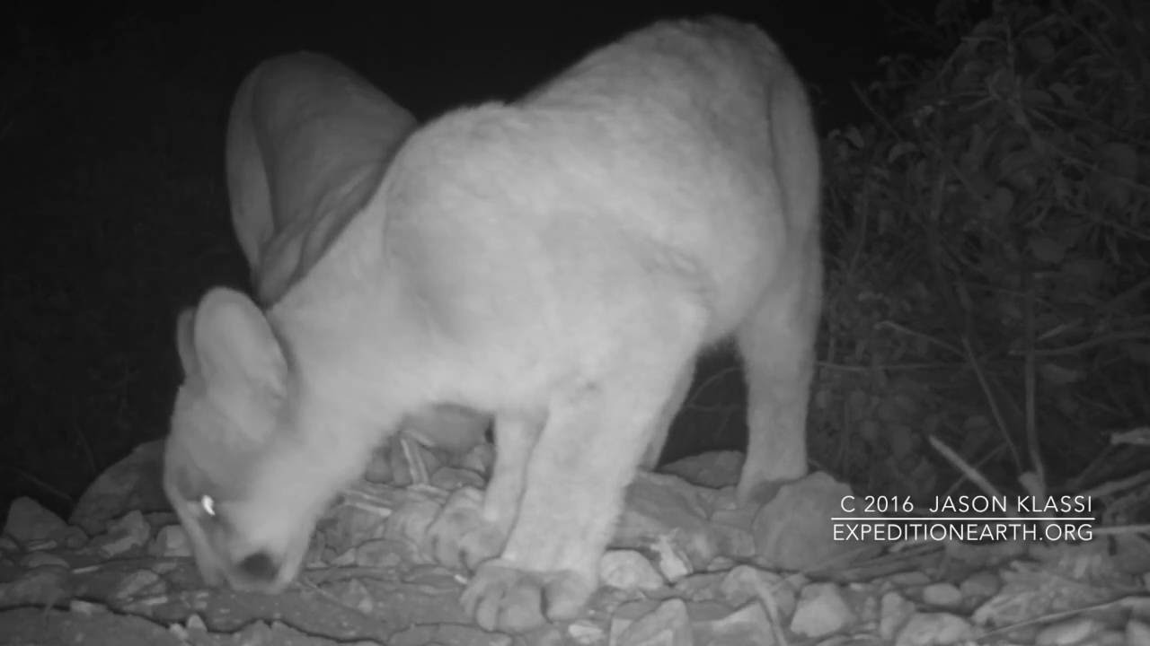 This mother cougar and cub (Comet the Cougar) discover one of my first trail cameras.    © Jason Klassi