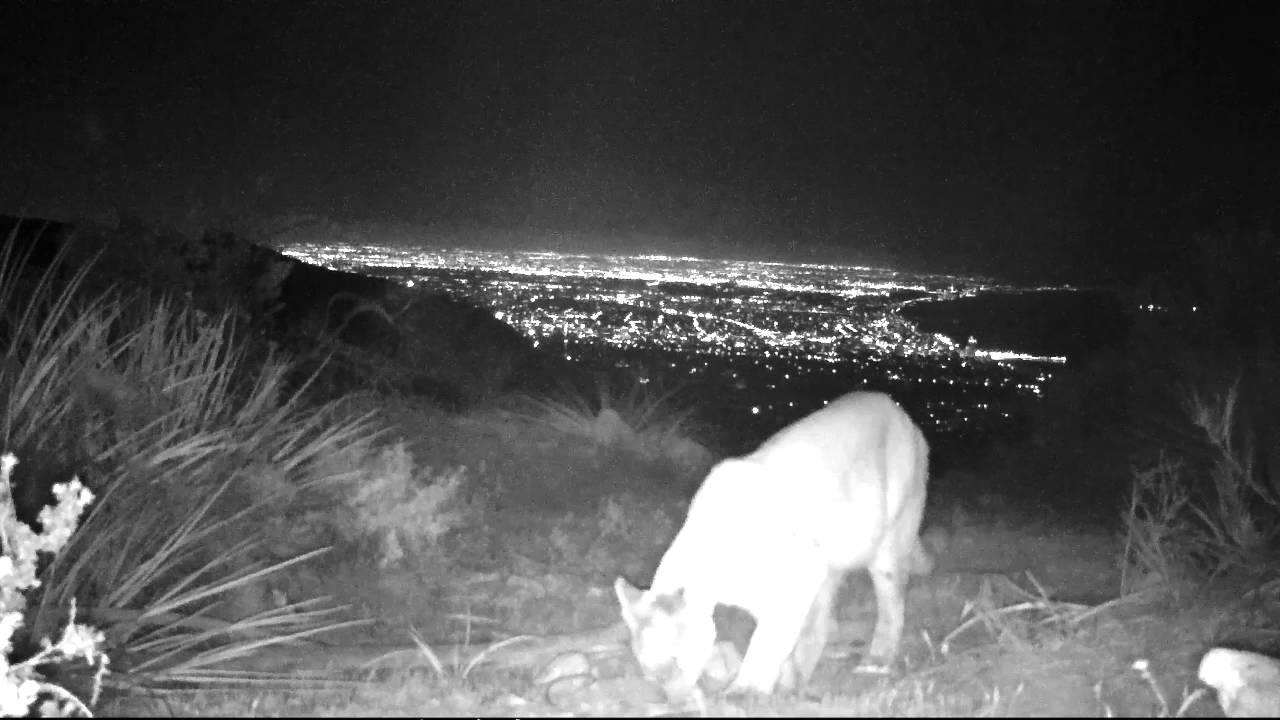 The mysterious mountain lion "Lionessa" appears like a mythical creature above Santa Monica Bay.    © Jason Klassi