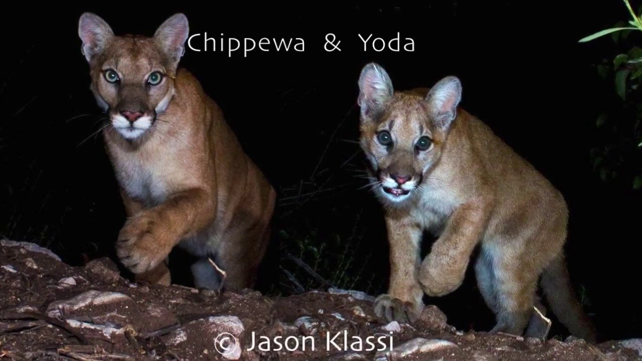 Here is a video of “Chippewa” and “Yoda.” An intrusive stick photobombed my video so I included some of the still images with an unobstructed view of the daring duo.