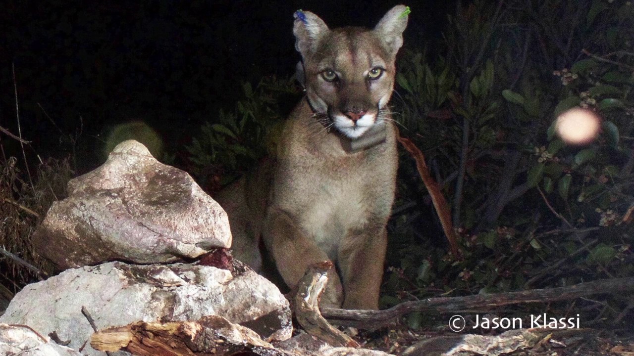 It's possible the young cougar I nicknamed "Comet" is now collared. "Bling" seem an appropriate name now. This cougar seems a natural for the spotlight.