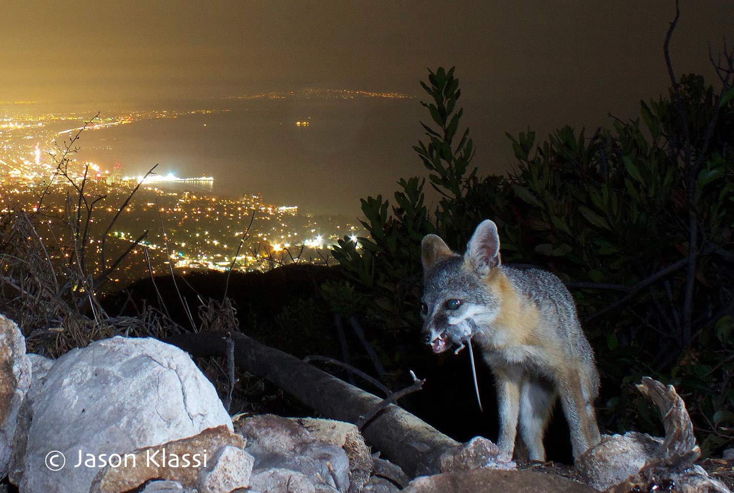 California Grey Fox with prey above the city lights by Santa Monica Bay. © Jason Klassi