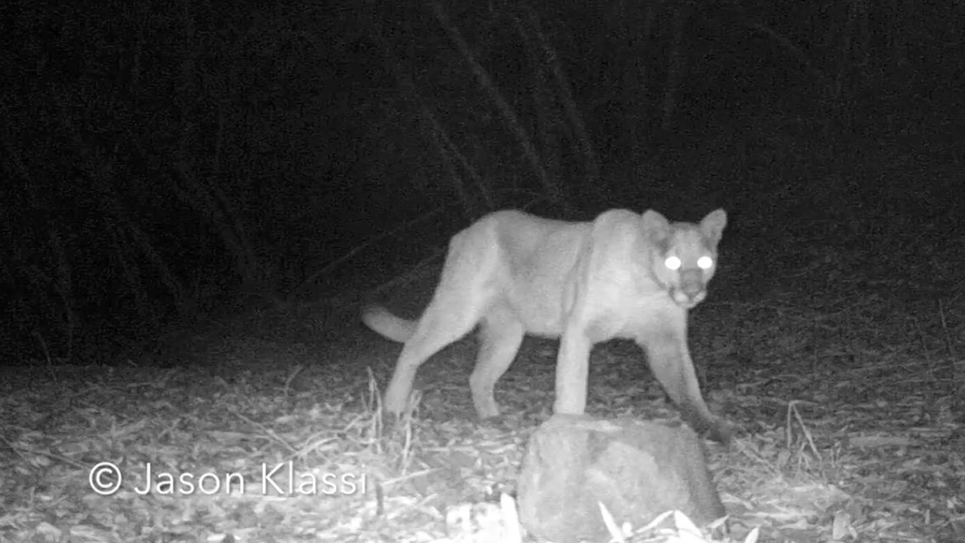 Chippewa the Puma passes by my infrared trail camera first in the twilight and then 2 days later in the dark of night. © Jason Klassi