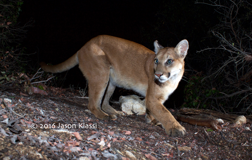 Whiskers the mountain lion camera-trapped by Jason Klassi