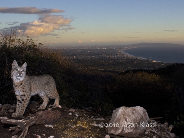 A local bobcat visits my camera trap on the edge of civilization high up in the Santa Monica Mountains. © Jason Klassi