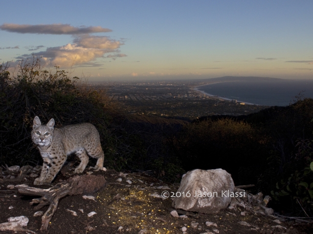 A local bobcat looks straight into my camera trap high up in the Santa Monica Mountains.   © Jason Klassi