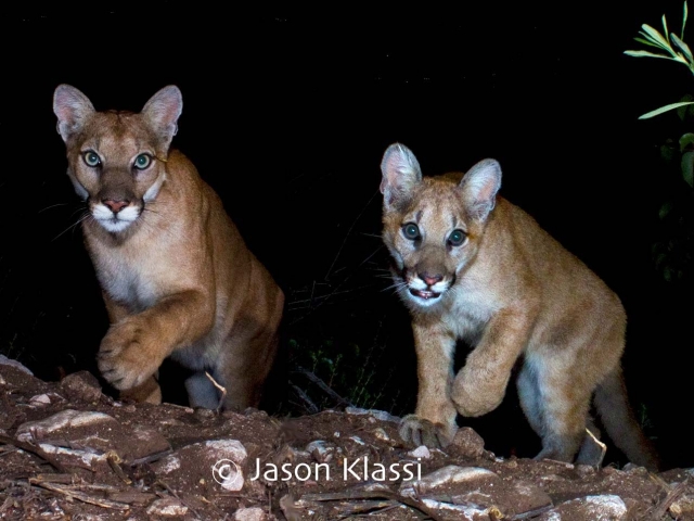 Here is a composite image of 2 cougars who passed by my trail cam recently. I’ve nicknamed them "Chippewa" and "Yoda".