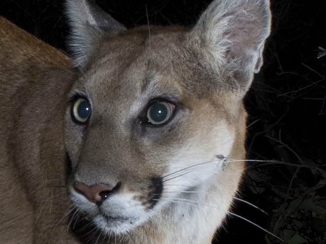 Comet the Cougar's closeup.  I've seen him several times as a very young cub traveling with mom.   © Jason Klassi