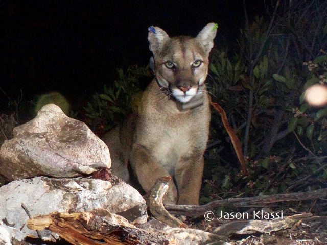 The young cougar I’ve come to call Comet has been collared and.  Comet seems a natural for the spotlight and a good ambassador for the Liberty Canyon Wildlife Crossing #saveLAcougars