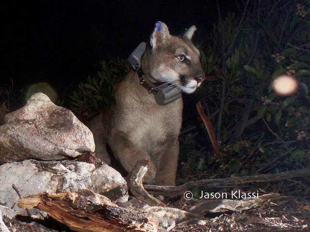 Comet the Cougar appears to be one of the 'official' new kids in the mountains. With the collar and ear tags, I now call him "Bling".