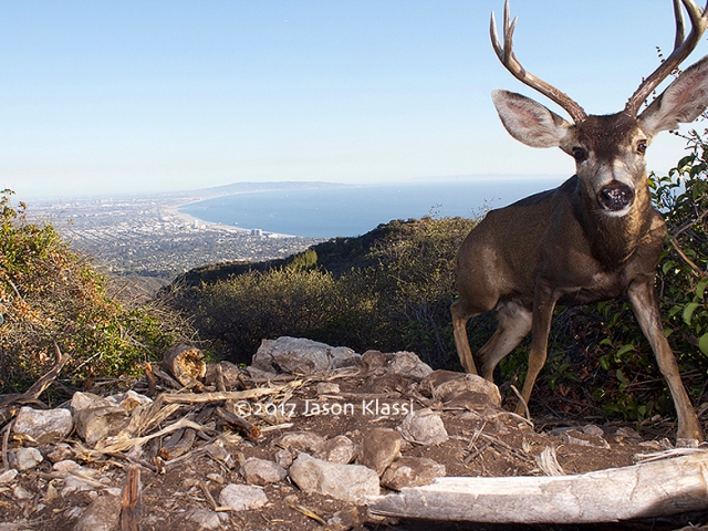 This California mule deer stopped by my trail cam high above the Santa Monica Bay.  ©2017 Jason Klassi