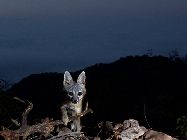 This California grey fox poses high above the coastal clouds.  ©Jason Klassi