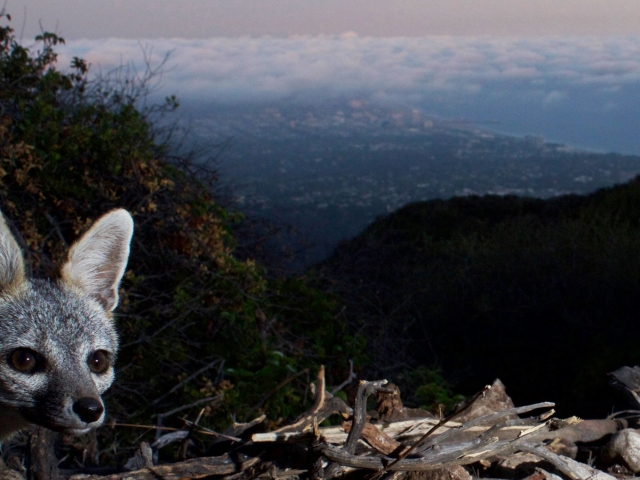 This fox takes a 'selfie' on my DSLR camera trap above the Pacific Ocean.  © Jason Klassi