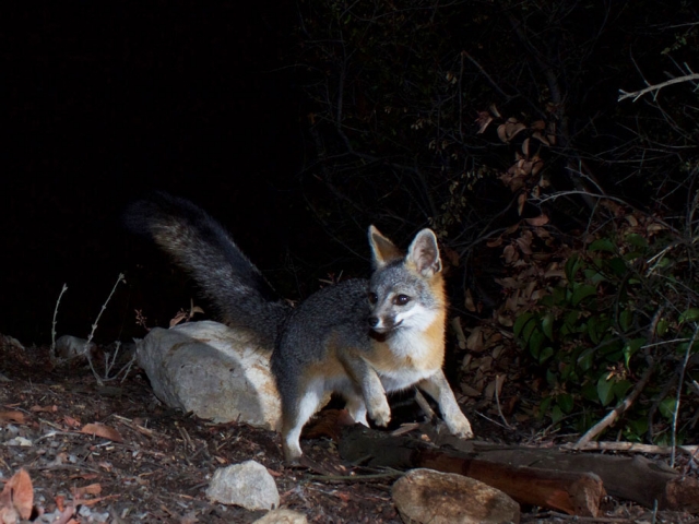 California gray fox safely lands back on Earth.