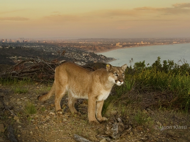 Cougar Watches the Sunset Above Los Angeles