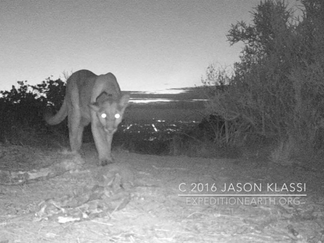 A still image taken from a video capture of a collared mountain lion above Los Angeles.  © Jason Klassi
