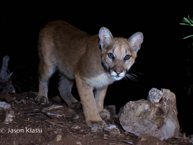 "Yoda" seems to exude some timeless wisdom for such a young cougar.  © Jason Klassi
