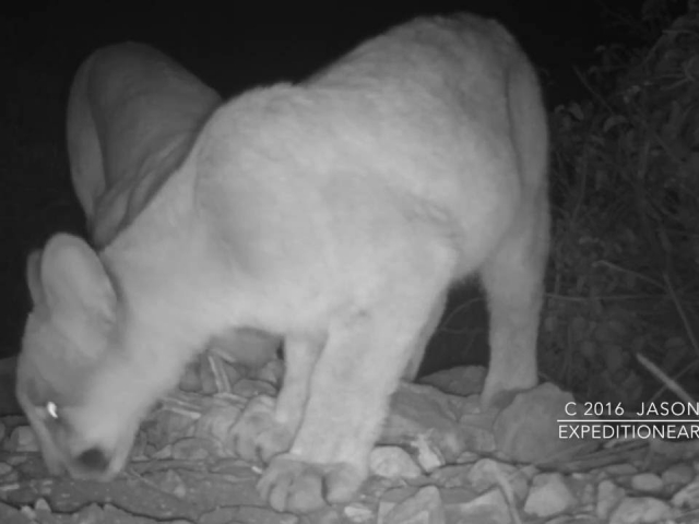 This mother cougar and cub (Comet the Cougar) discover one of my first trail cameras.    © Jason Klassi