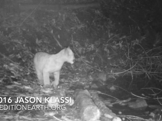 I caught this little puma cub on my trail cam deep down in Secret Canyon all alone!?!   © Jason Klassi