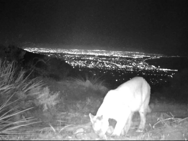The mysterious mountain lion "Lionessa" appears like a mythical creature above Santa Monica Bay.    © Jason Klassi