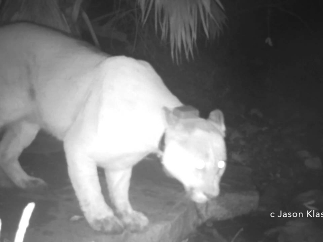 My very first video of a mountain lion!!  P27 leaps across a watering hole.  © Jason Klassi