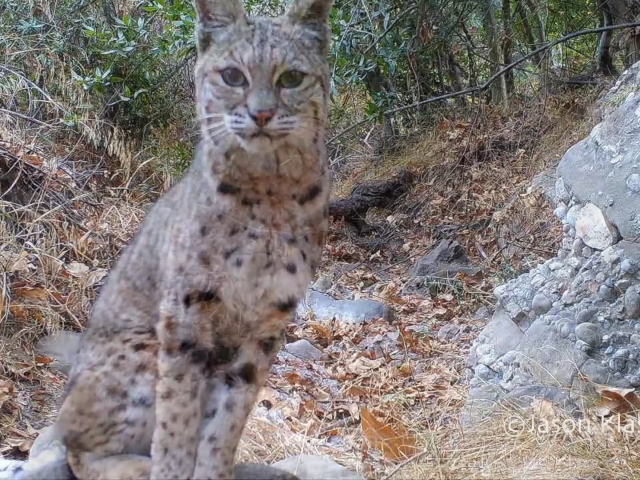 A curious bobcat stops and listens to birds in remote Santa Monica Canyon.
