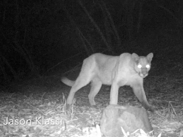 Chippewa the Puma passes by my infrared trail camera first in the twilight and then 2 days later in the dark of night. © Jason Klassi
