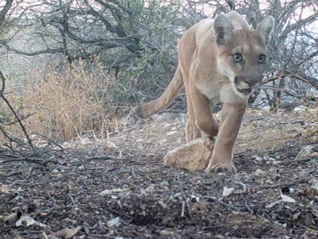 “Chippewa” the Puma passes by my trail cam at eye level.