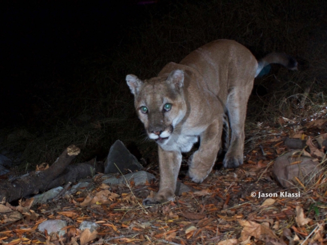 Son of P1 and father of many Santa Monica Mountain lions.